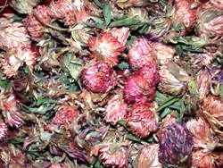 Κόκκινο Τριφύλλι (Red Clover)
