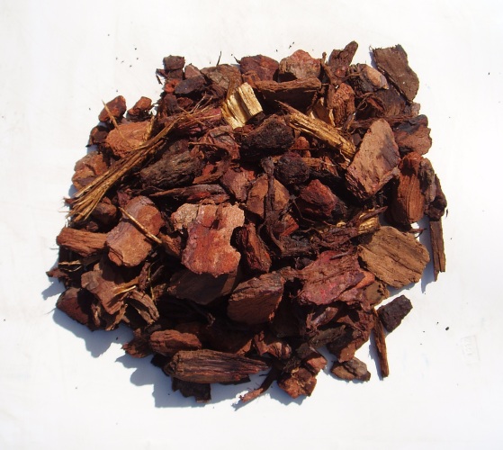 Φλοιός Πεύκου (Pine Bark)