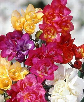 Έλαιο Χώρου Freesia