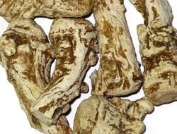 Ρίζα Αγγελικής (Angelica)